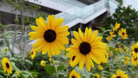 Bright-yellow-sunflowers-bloom-in-front-of-a-modern-building-in-the-daytime