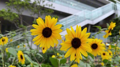 Bright-yellow-sunflowers-in-full-bloom-in-a-modern-urban-garden