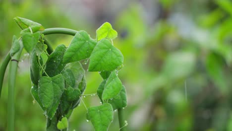 Rain-cascading,-lush-tropical-green-grass-jelly-plant