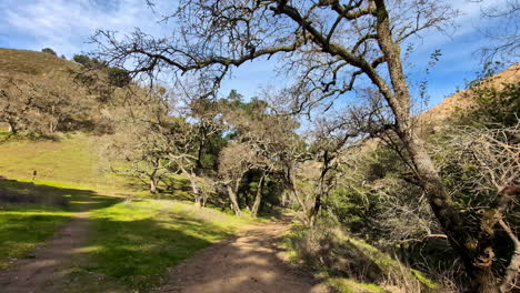 Walk-through-the-stunning-nature-in-the-shadow-of-dry-trees-of-the-Mammoth-Rock,-slow-motion,dolly-shot-forward