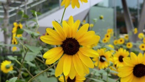 Girasoles-De-Color-Amarillo-Brillante-En-Plena-Floración-Con-Un-Edificio-Moderno-Al-Fondo