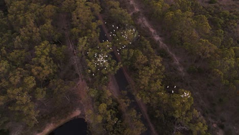 Slow-motion-shot-of-a-flock-of-white-birds-flying-over-trees-and-Lake-Merremu-in-Australia