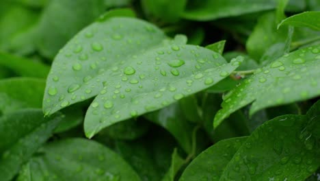 Vibrant-green-leaves-soaked,-heavy-rain-shower-droplets,-nature-scenery