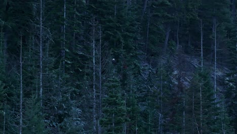 Eine-Weite-Aufnahme-Eines-Weißkopfseeadlers,-Der-Auf-Einem-Baum-Am-Lake-Coeur-D&#39;Alene-In-Idaho-Thront