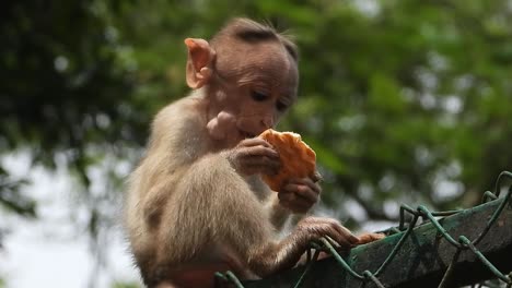 Cute-baby-monkey-eating-biscuit