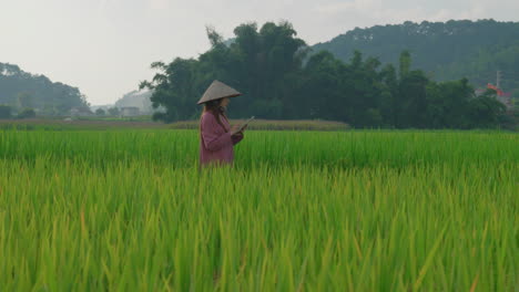 Vietnamese-engineer-farmer-walking-in-rice-field-plantation-taking-note-with-a-notebook-and-wearing-chinese-rice-hat