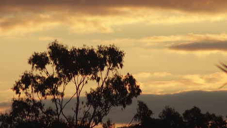 Australischer-Sonnenuntergangsvogel-Fliegt-Aus-Großem-Gummibaum,-Goldene-Stunde,-Australien,-Maffra,-Gippsland,-Victoria