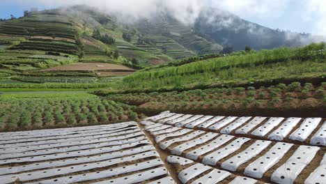 Wunderschöne-Luftaufnahme-Von-Gartenfeldern-An-Den-Hängen-Des-Mount-Sumbing,-Zentraljava,-Indonesien