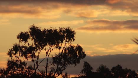 Australischer-Sonnenuntergang,-Goldene-Stunde,-Vogel-Fliegt-Hinter-Großem-Gummibaum,-Wolken-Im-Himmel,-Abenddämmerung,-Australien,-Maffra,-Gippsland,-Victoria