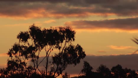 Puesta-De-Sol-Australiana-Timelapse-Crepúsculo-Grandes-árboles-De-Goma-Y-Nubes-En-El-Cielo-Australia-Maffra-Gippsland-Victoria