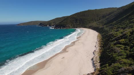 4K-Drone-Video-of-a-couple-walking-along-the-white-sand-next-to-the-blue-ocean-waves-of-Shelley-Beach-in-Albany,-Western-Australia-The-beach-is-surrounded-by-lush-green-mountain-landscapes