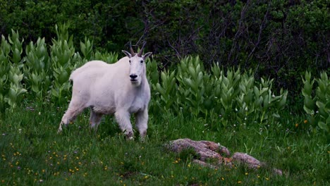 Zottelige-Bergziegen-Tierwelt-Natur-Tier-Säugetier-Camping-Campingplatz-Colorado-Chicago-Becken-Zwillingsseen-Needle-Creek-Trail-Silverton-Colorado-Rocky-Mountains-Rucksackreisen-Wandern-Wiesen-Wildblumen