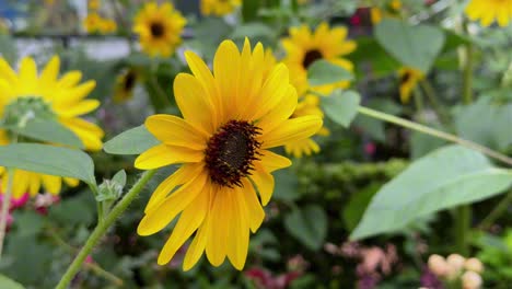 Close-up-of-vibrant-yellow-sunflowers-in-a-lush-garden-during-summer