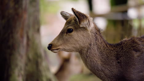 Closeup-Of-Wild-Sika-Deer-At-Nara-Park-In-Nara,-Japan