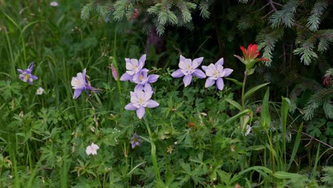 Colorado-Staat-Einheimische-Pflanzen-Wildblumen-Akelei-Natur-Indianer-Pinsel-Chicago-Becken-Nadel-Creek-Trail-Silverton-Colorado-Rocky-Mountains-Camping-Rucksackreisen-Wandern-Wiesen-Wälder-Wind-Statisch