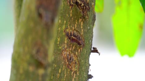 Wildlife-video-of-ants-walking-on-tree-trunk-with-blur-background