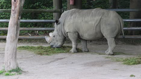 Primer-Plano-De-Dos-Rinocerontes-En-El-Zoológico