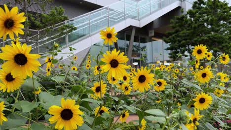 Nahaufnahme-Von-Leuchtend-Gelben-Sonnenblumen,-Die-In-Einem-Garten-In-Der-Nähe-Eines-Modernen-Gebäudes-Blühen