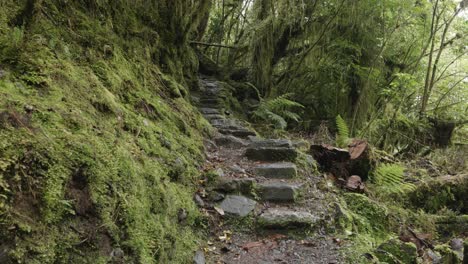 Stairwell-carved-into-stone-in-a-humid-rainforest-with-moss-covered-trees-at-Moraine-Walk,-West-Coast,-New-Zealand