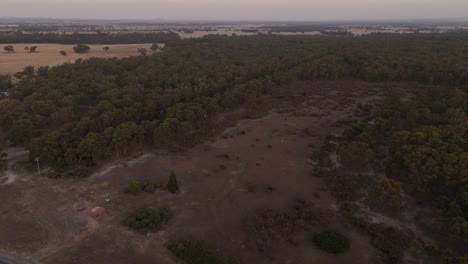 Flock-of-white-birds-flying-at-sunset,-Merrimu,-Melbourne-in-Australia