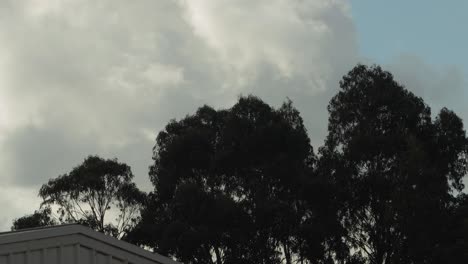 Big-Clouds-Forming-Behind-Tall-Gum-Tress-Bird-Flying-Windy-Datime-Australia-Victoria-Gippsland-Maffra