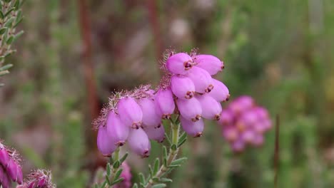 Closeup-of-Cross-Leaved-Heath-flowers,-Erica-tetralix