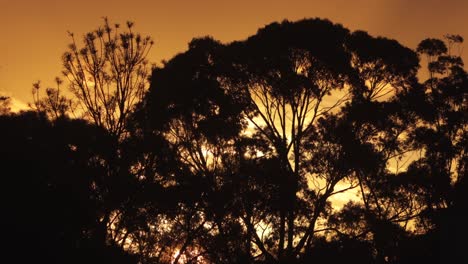 Australian-Sunrise-Time-Lapse-With-Sun-Rising-Behind-Big-Gum-Trees-Australia-Maffra-Gippsland-Victoria