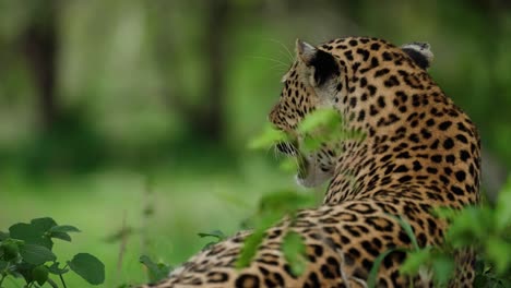 Slow-motion-shot-of-an-African-leopard-surrounded-by-greenery-resting-as-she-looks-for-prey