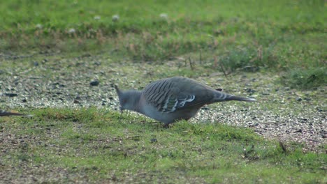 Crested-Pigeon-On-Gravel-Grass-Driveway-Pecking-Australia-Gippsland-Victoria-Maffra-Daytime