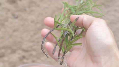 Close-up-of-a-hand-removing-rosemary-stems-with-many-roots-from-a-glass-of-water