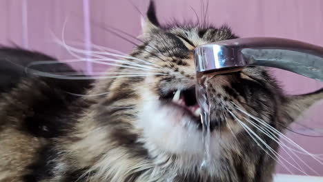 Slow-motion-close-up-of-cat-feline-pet-animal-drinking-running-water-from-household-tap-in-kitchen-bathroom-appliance-whiskers-tongue-tabby-breed-furry