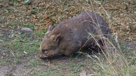 A-wild-wombat,-short-legged,-muscular-quadrupedal-marsupial-foraging-on-the-ground,-close-up-shot-of-native-Australian-wildlife-species