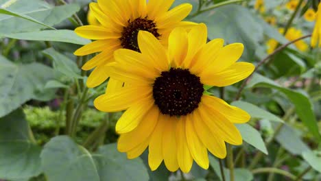 A-bee-collects-nectar-from-a-bright-yellow-sunflower-in-a-garden-on-a-sunny-day