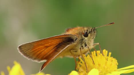 Una-Mariposa-Patrón-Posada-Sobre-Una-Cabeza-De-Flor-De-Color-Amarillo-Brillante