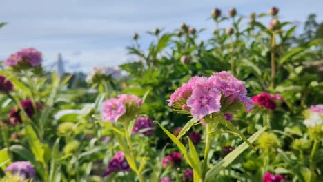 Süße-Hellrosa-Blüten-Im-Wiesengarten,-Dianthus,-Bartnelke,-Nahaufnahme