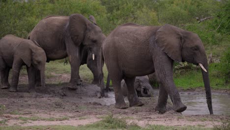 Herde-Junger-Afrikanischer-Elefanten,-Die-An-Einem-Wasserloch-In-Der-Afrikanischen-Wildnis-Spielen