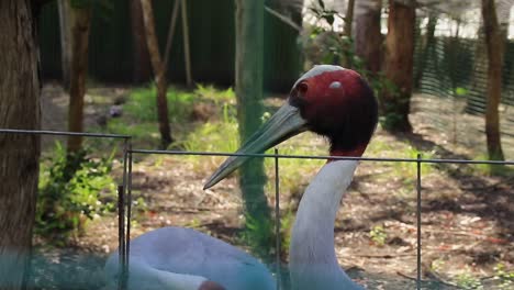 The-Sarus-crane-,-the-world's-tallest-extant-flying-bird,-daytime-scene-at-Batumi-Zoo,-Georgia,-illustrating-the-concept-of-avian-diversity-and-wildlife-conservation