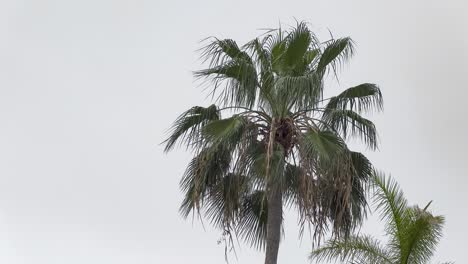 Palm-tree-in-Caribbean-in-wind,-storm-is-coming-with-grey-sky