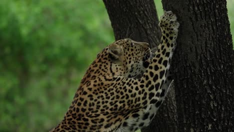 Leopard-Kratzt-An-Der-Rinde-Eines-Baumes,-Um-Seine-Krallen-Für-Die-Jagd-Zu-Schärfen