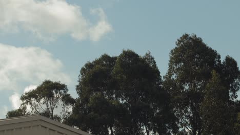 Große-Hohe-Eukalyptusbäume-Bewegen-Sich-Im-Wind-Blauer-Himmel-Wolken-Tagsüber-Sonnig-Australien-Victoria-Gippsland-Maffra