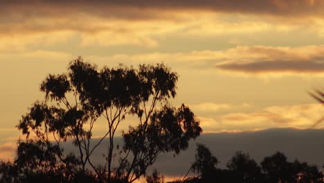 Australischer-Sonnenuntergang,-Goldene-Stunde,-Vögel-Fliegen-Hinter-Einem-Großen-Gummibaum,-Wolken-Am-Himmel,-Australien,-Maffra,-Gippsland,-Victoria