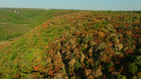 Drone-flyover-sun-burnt-trees,-summer-drought-damaging-forest-in-Istria,-Croatia