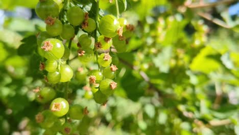 Gooseberries-growing-in-garden,-green-berries-growing-in-garden,-close-up