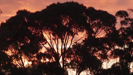 Australischer-Sonnenuntergang,-Rosa,-Orange,-Himmel-Hinter-Großen-Gummibäumen,-Australien,-Maffra,-Gippsland,-Victoria