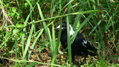 Close-up-shot-of-an-Australian-magpie,-gymnorhina-tibicen-with-black-and-white-plumage,-walking-and-foraging-on-the-grassy-forest-ground,-wondering-around-its-surrounding-environment-in-daytime