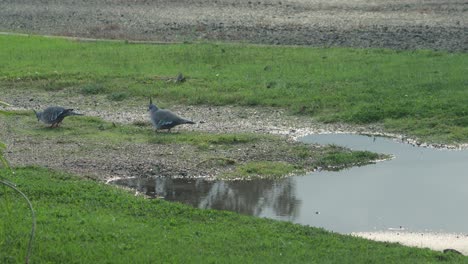 Crested-Pigeons-On-Gravel-Grass-Driveway-Pecking-Foraging-Big-Puddle-Australia-Gippsland-Victoria-Maffra