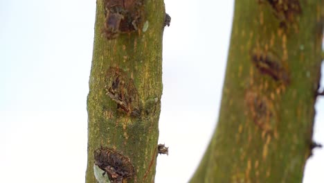 Ants-walking-on-tree-branches-meet-each-other