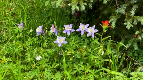 Colorado-State-Wildblumen-Akelei-Pflanzen-Wildnis-Natur-Indian-Paintbrush-Needle-Creek-Trail-Chicago-Basin-Silverton-Colorado-Rocky-Mountains-Camping-Rucksackreisen-Bergsteigen-Wandern-Sonniger-Tag