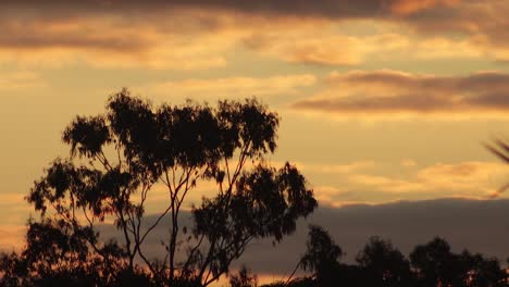 Australischer-Sonnenuntergang,-Goldene-Stunde,-Vögel-Fliegen-Hinter-Einem-Großen-Gummibaum,-Wolken-Am-Himmel,-Abenddämmerung,-Australien,-Maffra,-Gippsland,-Victoria