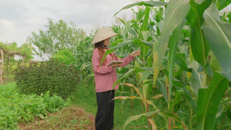 Mujer-Ingeniera-Asiática-Agricultora-Comprobando-El-Cultivo-De-Maíz-En-Una-Plantación-De-Jardín-Tomando-Nota-Con-Un-Cuaderno-Estudiando-Una-Forma-Más-Eficiente-De-Cultivar-Con-Tecnología-Agrícola-Agritech